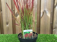 Planten in pot 3x, japans bloedgras (imperata cylindrica 'red baron') - afbeelding 1 van  2