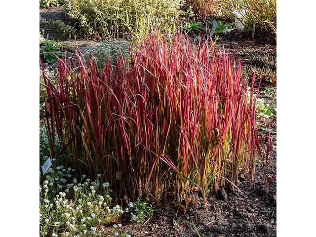 Planten in pot 3x, japans bloedgras (imperata cylindrica 'red baron') - afbeelding 2 van  2