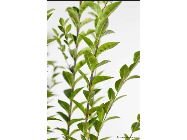 Planten in pot 48 x, haagplant ligustrum ovalifolium - afbeelding 1 van  2