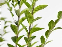 Planten in pot 48 x, haagplant ligustrum ovalifolium - afbeelding 1 van  2