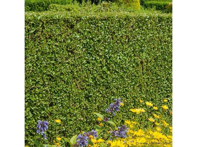 Planten in pot 48 x, haagplant ligustrum ovalifolium - afbeelding 2 van  2