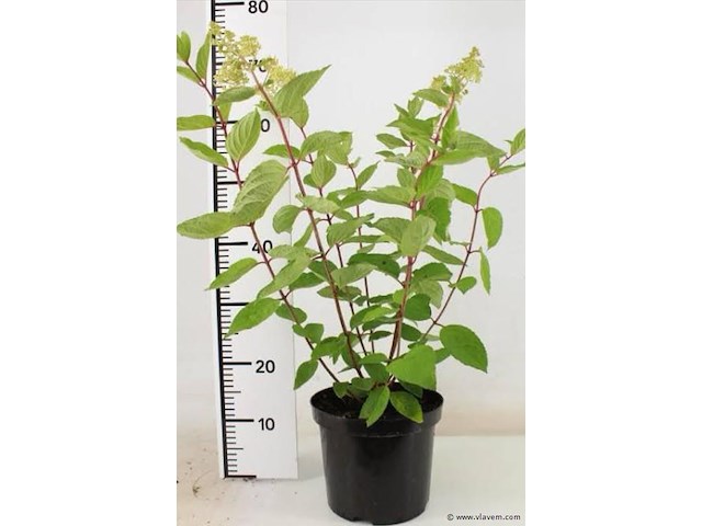 Planten in pot 6 x, hortensia "grandiflora" - afbeelding 1 van  2