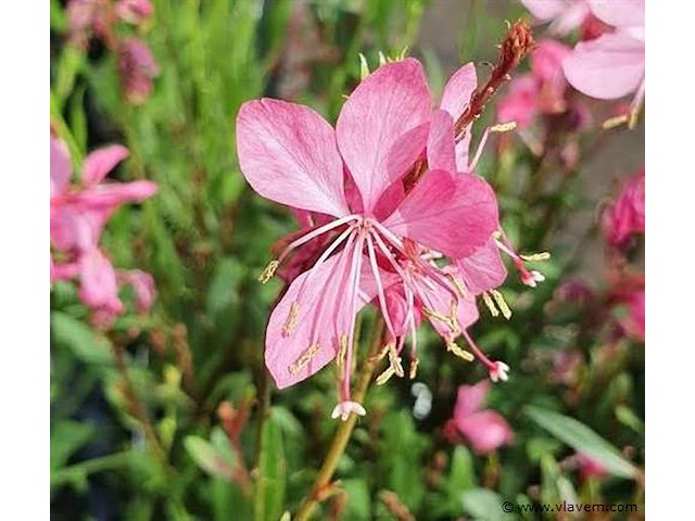 Planten in pot 72 x, gaura "compact pink" - afbeelding 1 van  2