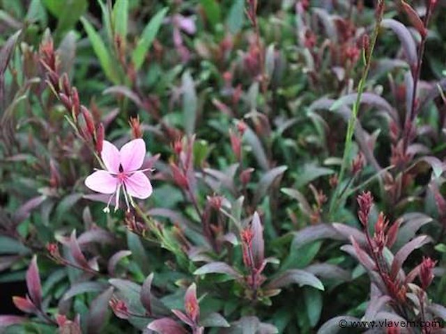 Planten in pot 72 x, gaura "compact pink" - afbeelding 2 van  2
