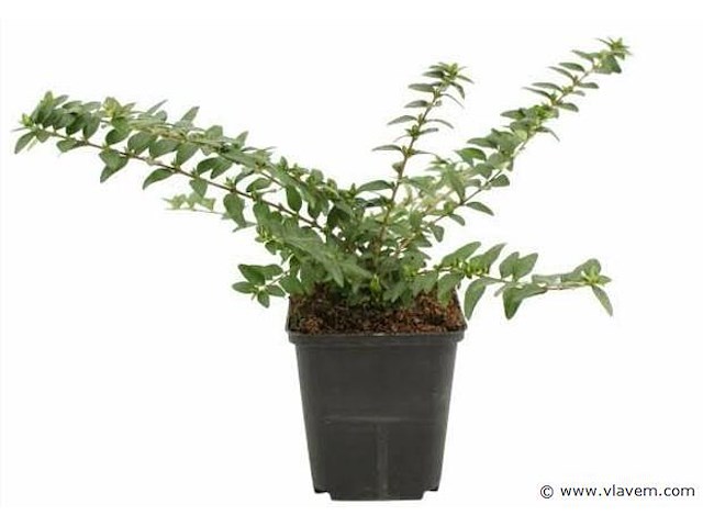 Planten in pot 72 x, lonicera nitida "maigruen" - afbeelding 1 van  2