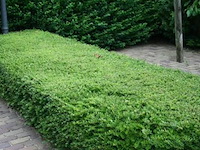 Planten in pot 72 x, lonicera nitida "maigruen" - afbeelding 2 van  2