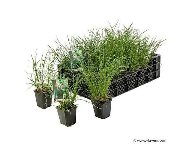 Planten in pot 72 x, pennisetum hameln - afbeelding 1 van  1