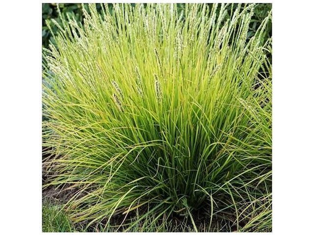 Planten in pot 72 x, sesleria autumnalis - afbeelding 1 van  1