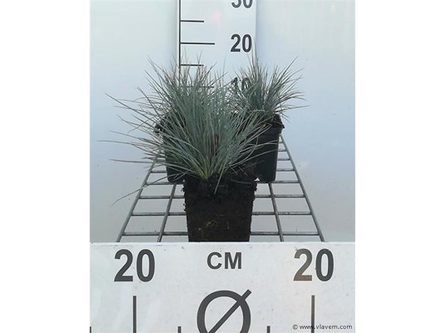 Planten in pot 72x, festuca glauca - afbeelding 1 van  2