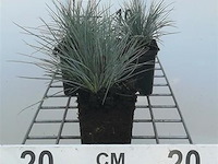 Planten in pot 72x, festuca glauca