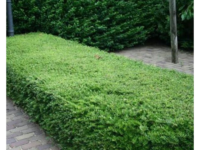 Planten in pot 72x, lonicera nitida "maigruen" - afbeelding 2 van  2