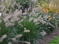 Planten in pot 72x, pennisetum alopecuroides - afbeelding 2 van  2