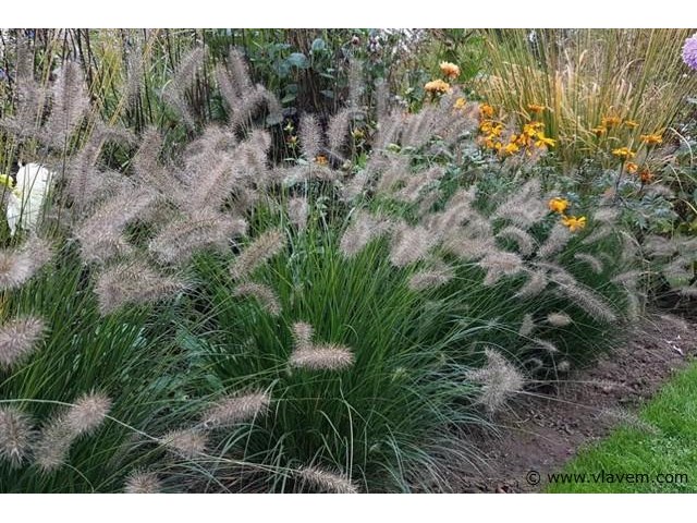 Planten in pot 72x, pennisetum alopecuroides - afbeelding 2 van  2