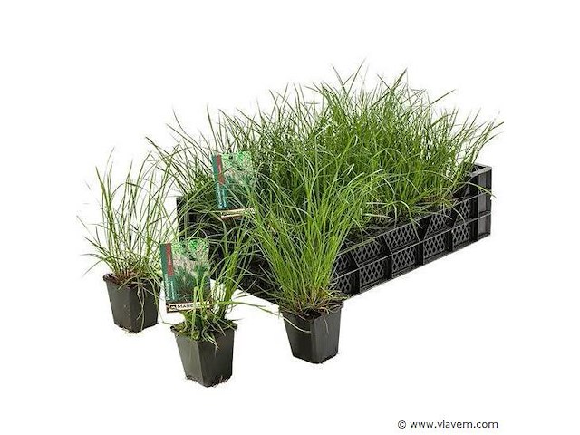 Planten in pot 72x, pennisetum alopecuroides - afbeelding 1 van  2