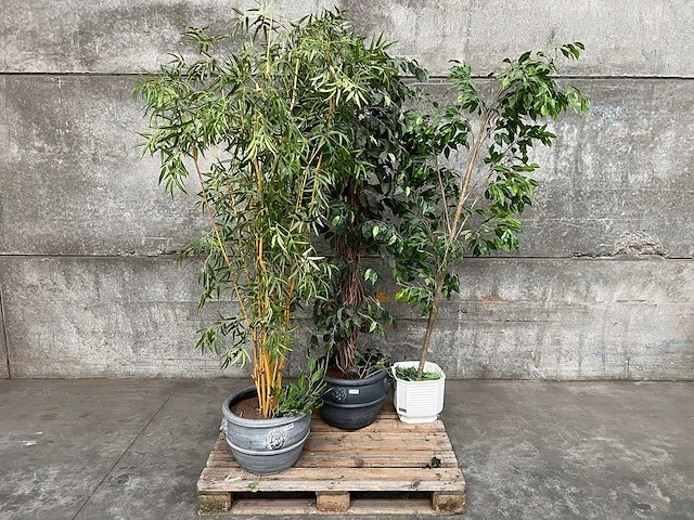 Planten met pot (3x) - afbeelding 1 van  1