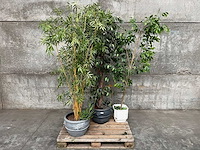 Planten met pot (3x) - afbeelding 1 van  1