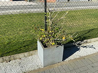 Planten met pot (4x) - afbeelding 1 van  4