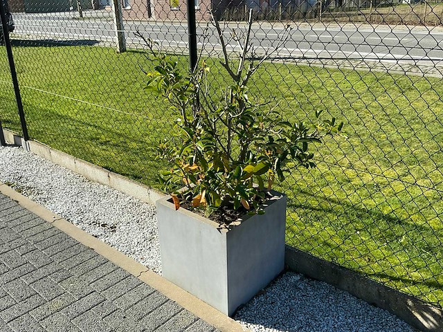 Planten met pot (4x) - afbeelding 2 van  4