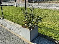 Planten met pot (4x) - afbeelding 2 van  4