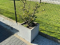 Planten met pot (4x) - afbeelding 3 van  4