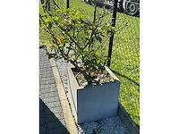 Planten met pot (4x) - afbeelding 4 van  4
