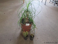 Planten - afbeelding 1 van  2