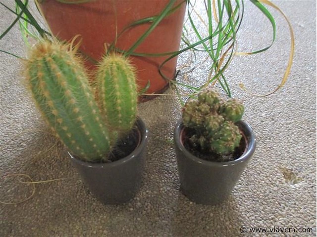 Planten - afbeelding 2 van  2