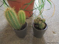 Planten - afbeelding 2 van  2