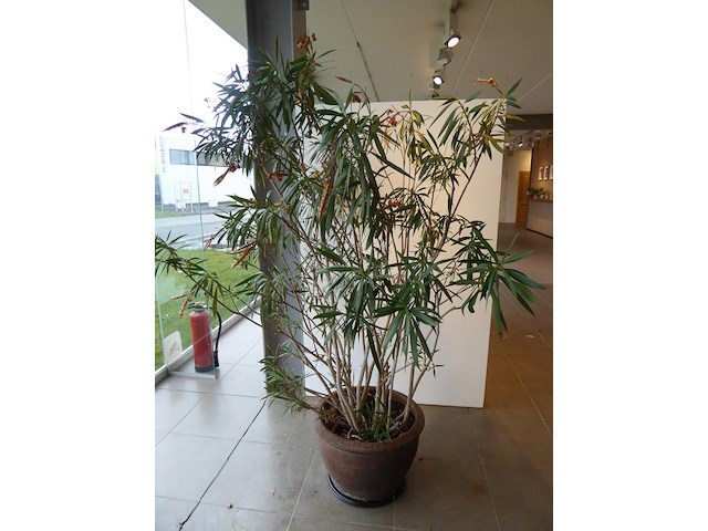 Planten - afbeelding 1 van  3