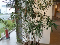 Planten - afbeelding 1 van  3