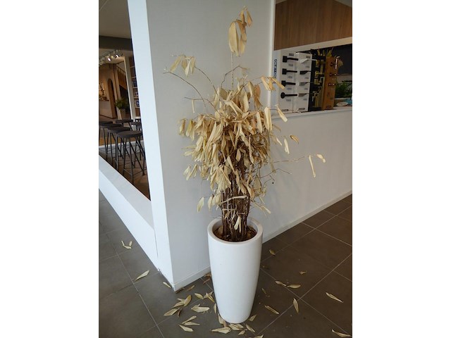 Planten - afbeelding 2 van  3