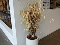 Planten - afbeelding 2 van  3