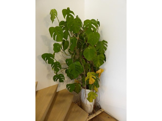 Planten - afbeelding 3 van  3