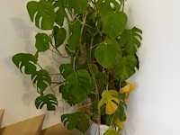 Planten - afbeelding 3 van  3