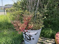 Plantenbak am ± 60x55 - afbeelding 1 van  7