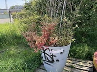 Plantenbak am ± 60x55 - afbeelding 2 van  7