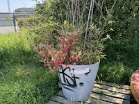 Plantenbak am ± 60x55 - afbeelding 3 van  7