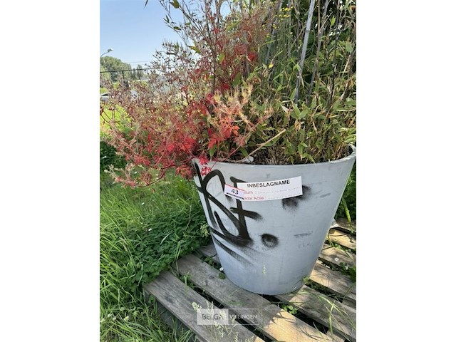 Plantenbak am ± 60x55 - afbeelding 6 van  7