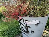 Plantenbak am ± 60x55 - afbeelding 6 van  7