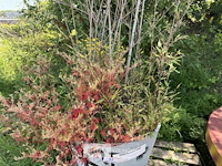 Plantenbak am ± 60x55 - afbeelding 7 van  7