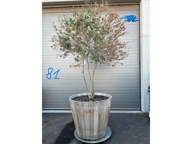 Plantenbak met meerstammige boom - afbeelding 1 van  4