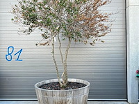 Plantenbak met meerstammige boom - afbeelding 1 van  4