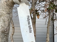 Plantenbak met meerstammige boom - afbeelding 2 van  4