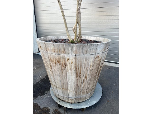 Plantenbak met meerstammige boom - afbeelding 3 van  4