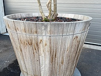 Plantenbak met meerstammige boom - afbeelding 3 van  4