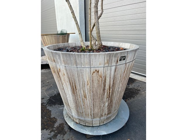 Plantenbak met meerstammige boom - afbeelding 4 van  4