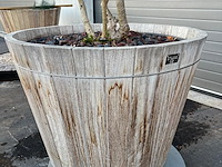 Plantenbak met meerstammige boom - afbeelding 4 van  4