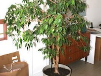 Plantenbak op verrijdbaar onderstel - afbeelding 1 van  1