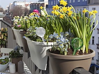 Plantendruppelaars - afbeelding 5 van  5