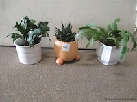 Plantjes - afbeelding 1 van  2